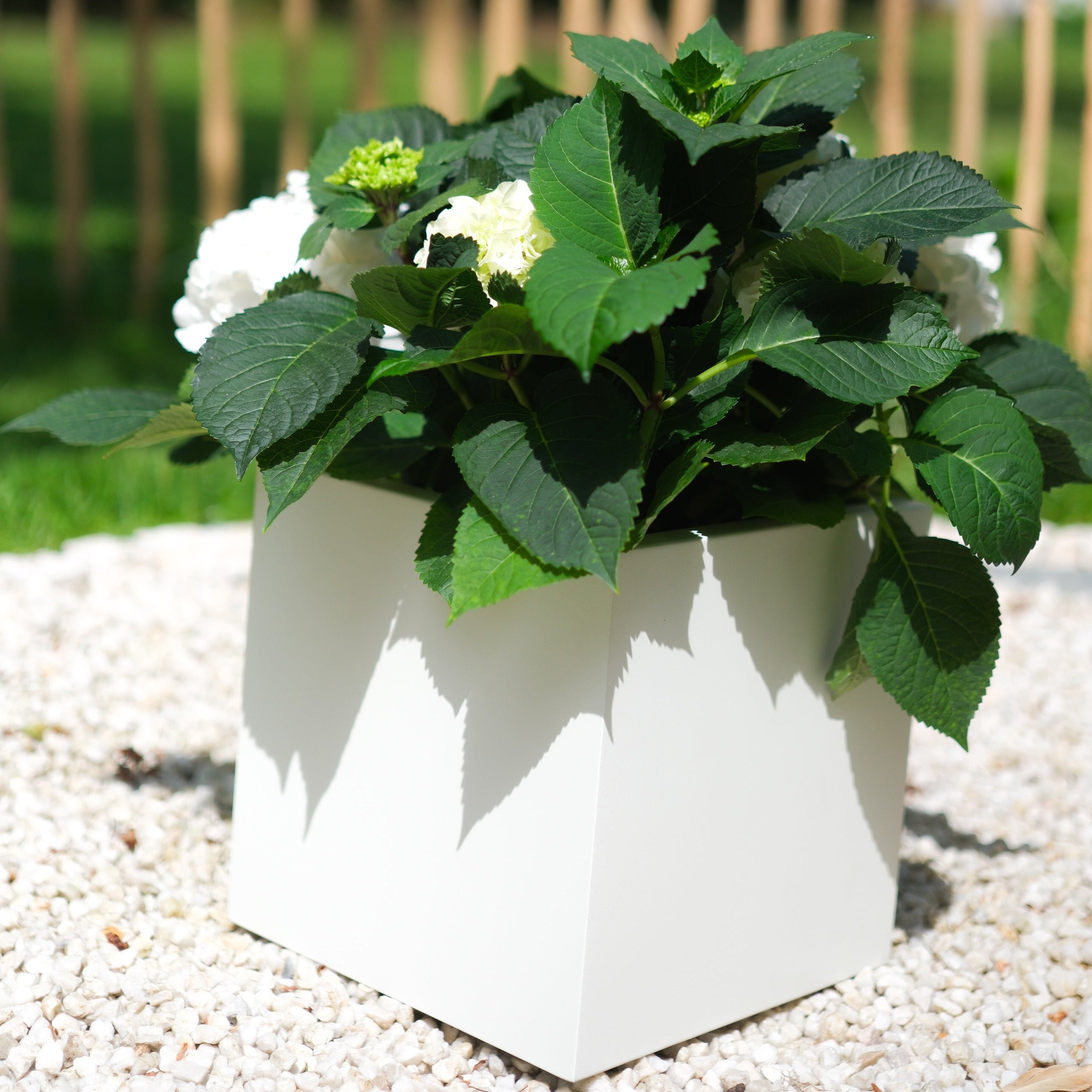 Kleiner Plantcube der Balearen in weiß