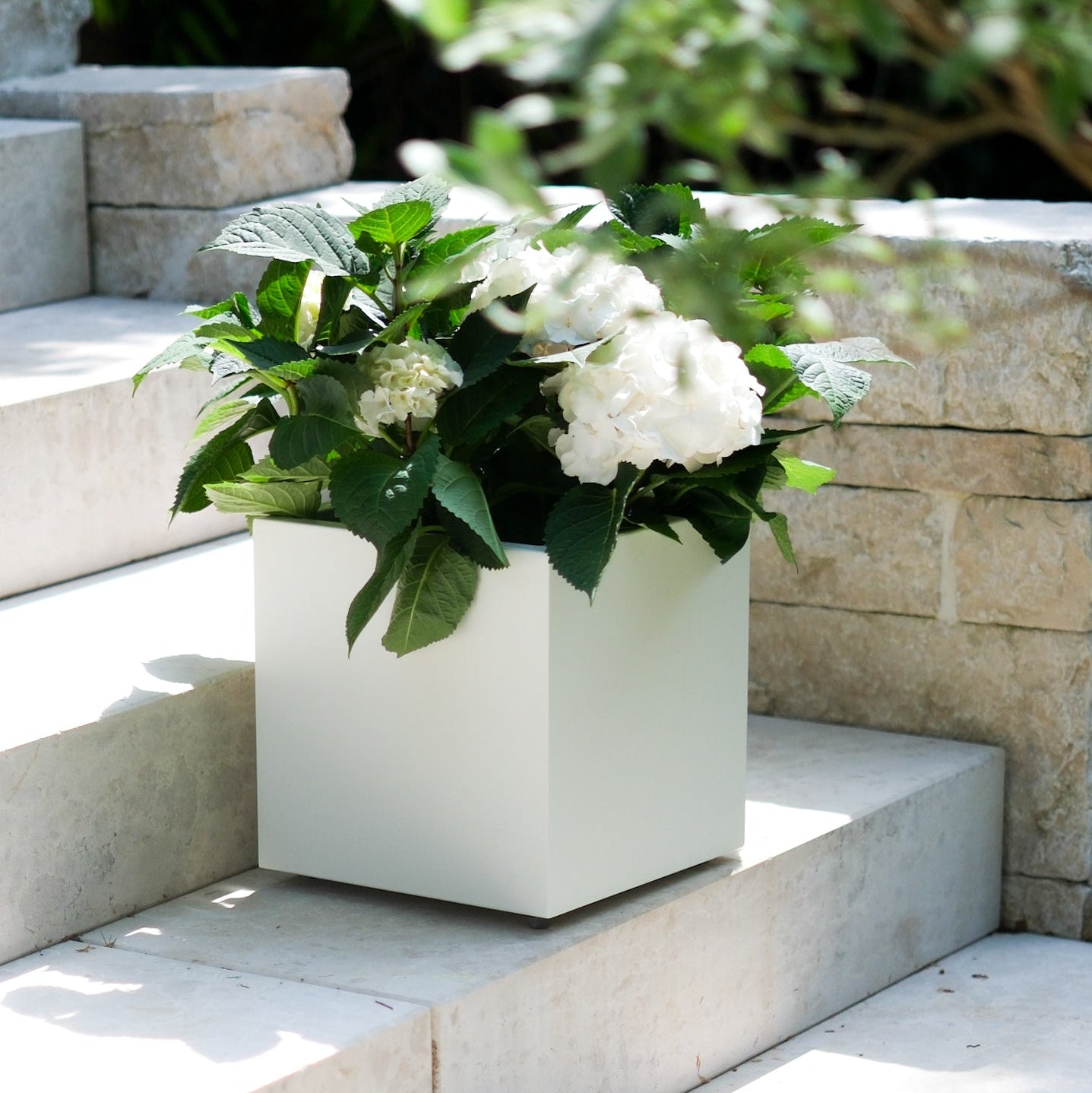 Kleiner Plantcube der Balearen in weiß auf Treppe